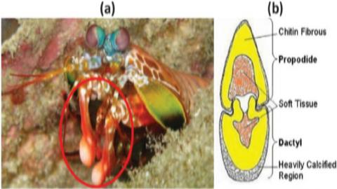 갯가재는 집게발로 불리는 지절을 이용해 사냥감을 재빨리 공격해 한방에 쓰러뜨린다. 과학자들은 충격에 엄청나게 강한 지절의 구조를 분석하고, 이를 차세대 초강력 소재로 개발할 계획이다. ⓒ researchgate.net