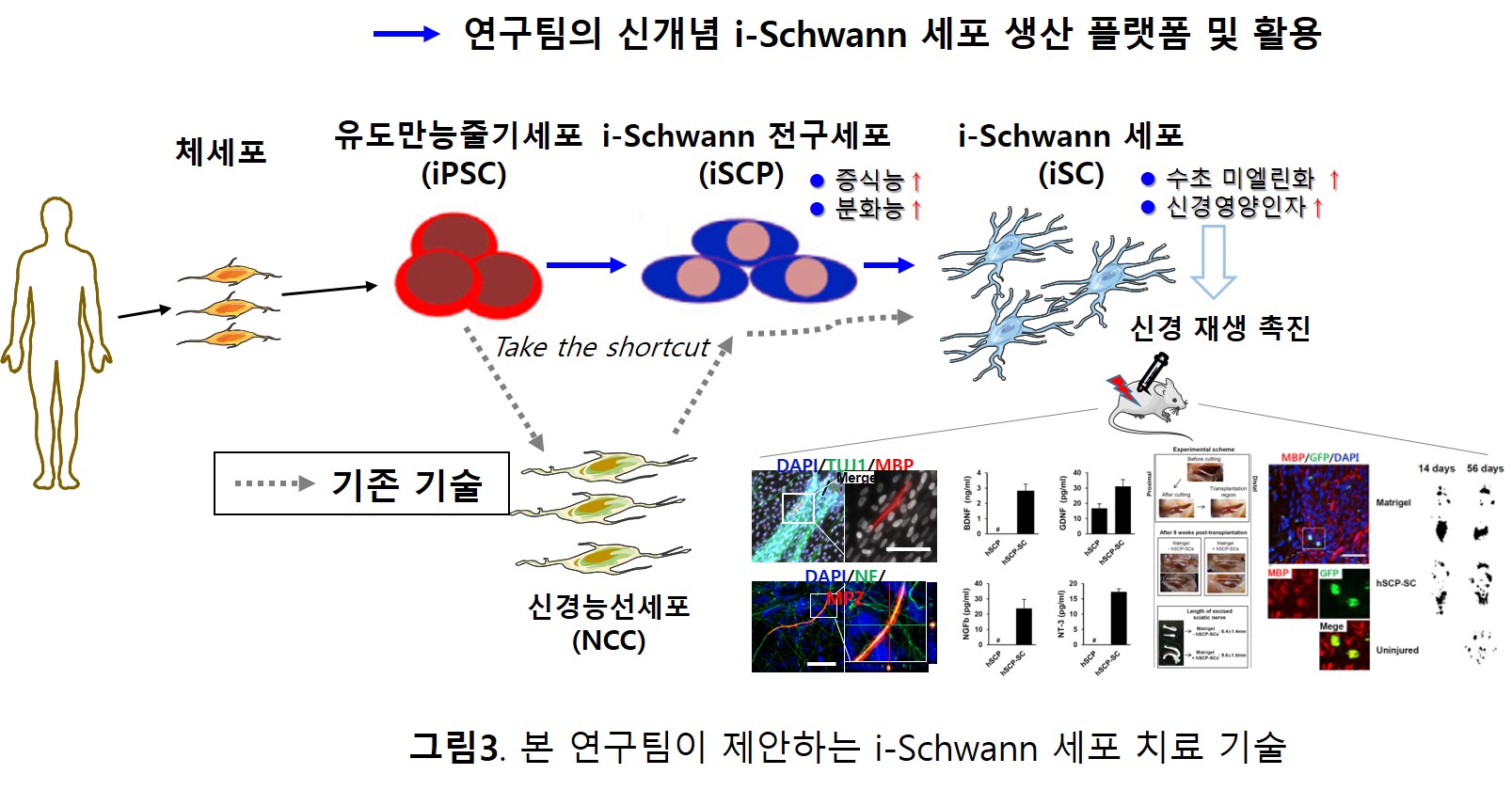 ⓒ범부처재생의료기술개발사업단