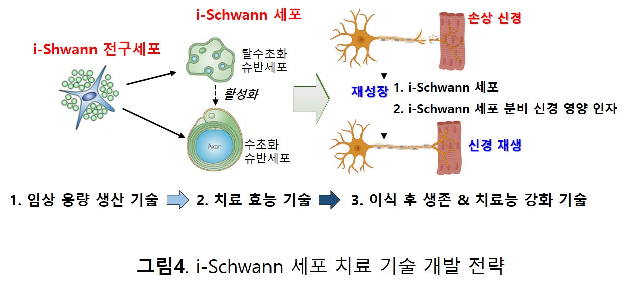 ⓒ범부처재생의료기술개발사업단