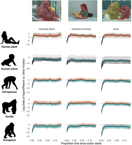 "인간과 유인원, 비슷한 방식으로 행위 주체-객체를 시각적으로 추적". 성인과 생후 6개월 영아, 침팬지, 고릴라, 오랑우탄의 행위 주체 및 객체(주황색)와 기타(청록색)에 대한 시선 고정 예측 모델 그래프. 사람 성인과 유인원은 행위 주체와 객체에 집중하는 경향이 높았으나 생후 6개월 여아는 배경정보에 더 많은 주의를 기울이는 것으로 나타났다. ⓒPLOS Biology, Vanessa A. D. Wilson et al. 제공