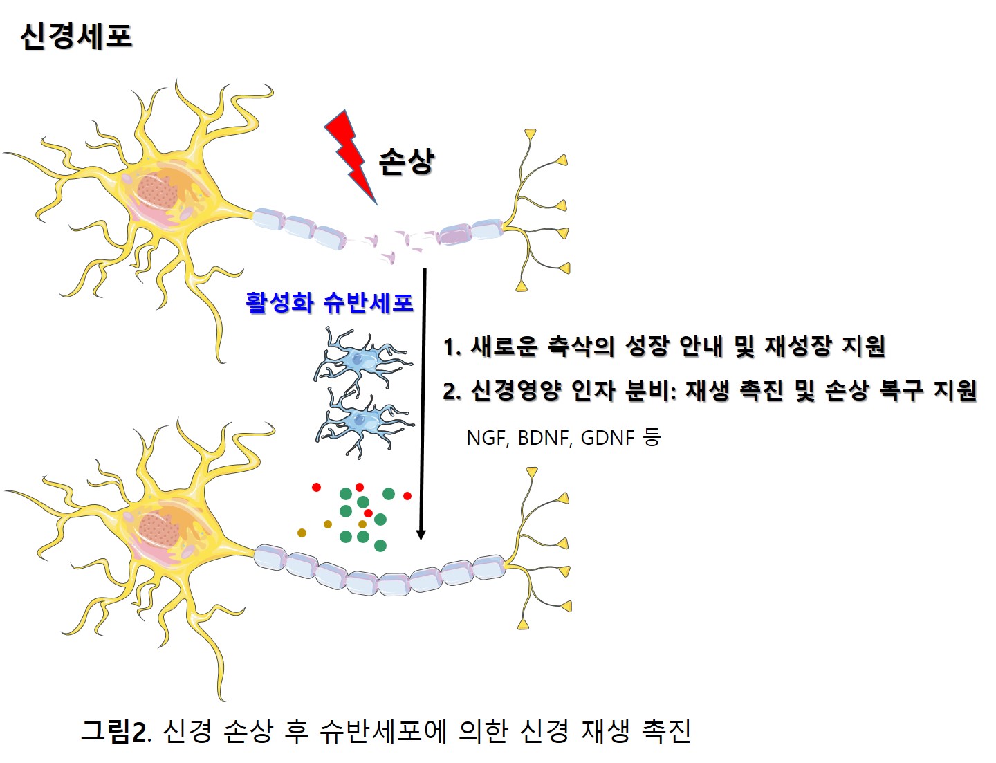 ⓒ범부처재생의료기술개발사업단