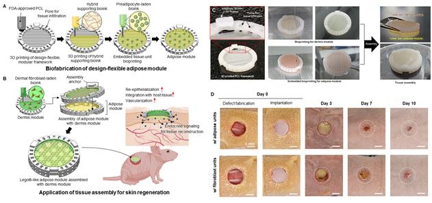 3D 바이오프린팅 기반 지방 조직 모듈 조립체 활용 피부 재생 ⓒ부산대 제공