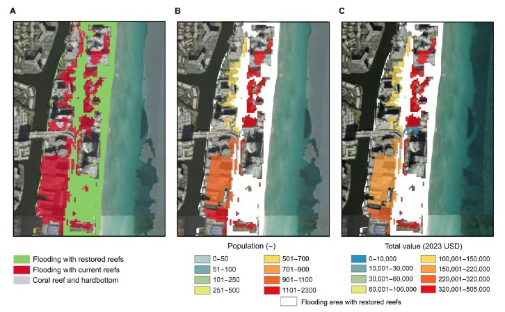 현재 산호초 상태와 복원된 산호초의 경우, 플로리다 마이애미에서 발생할 100년 빈도 폭풍 시 연안 홍수 예측 지도. (A)현재 산호초 상태(빨간색), 복원된 산호초(초록색)에 따른 홍수 범위. (B)산호초 복원을 통해 보호받을 수 있는 인구 수, (C) 산호초 복원을 통해 방지할 수 있는 경제적 손실의 총 가치. ⒸScience Advances