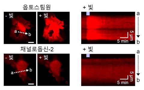 빛 자극을 통한 별세포의 칼슘 신호 유도 ⓒIBS 제공