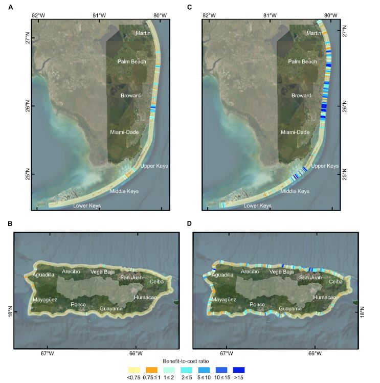 1km당 산호초 복원의 홍수 위험 감소에 대한 비용 대비 편익 비율. 앞 이미지는 1년 내, 뒤 이미지는 30년간. (A,C) 플로리다의 산호초 복원 효과, (B,D) 푸에르토리코 산호초 복원 효과. ⒸScience Advances