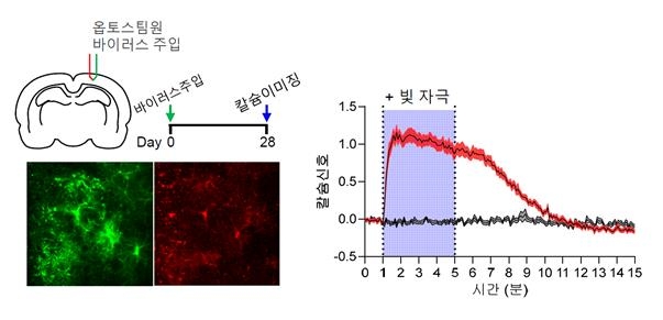 빛 자극을 이용한 별세포의 칼슘 신호 조절 ⓒIBS 제공