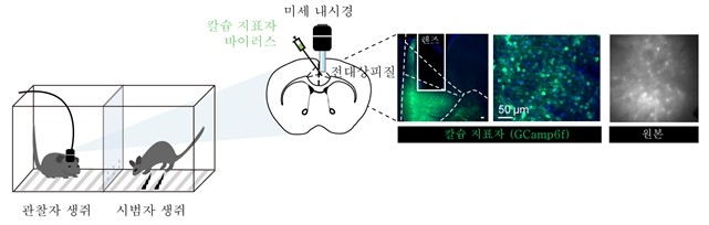 공포 공감 반응으로 인한 전측 대상회피질 신경세포 활성 ⓒIBS 제공