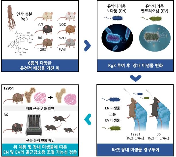 장내 미생물과 유전자에 따라 달라지는 골근감소증 치료 효과 ⓒKIST 제공