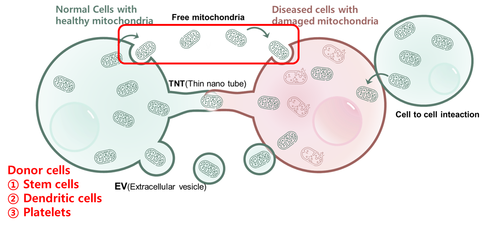 그림6. 미토콘드리아의 세포-세포간 이동 ⓒKFRM푸름이야기