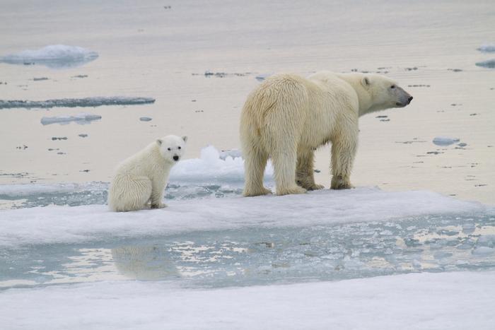 ▲ 노르웨이 스발바르 산맥 지역에서 발견된 엄마 북극곰과 새끼 곰. ⒸKt Miller / Polar Bears International