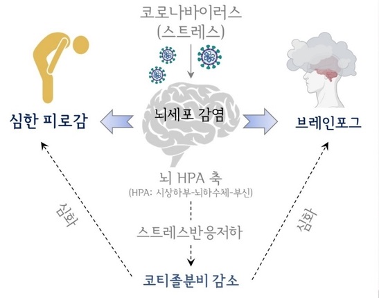 연구 모식도 ⓒ대전대 제공