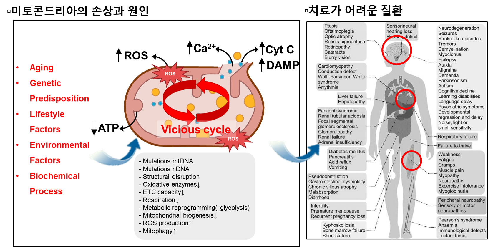 그림2. 미토콘드리아 손상에 의한 질환 발생 ⓒKFRM푸름이야기