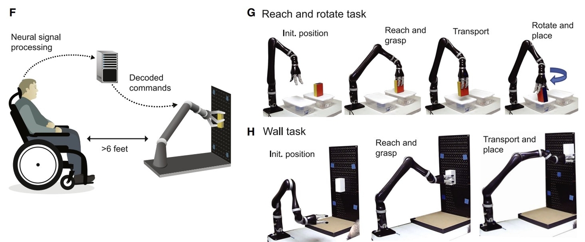 인공지능(AI) 기반 뇌-컴퓨터 인터페이스를 이용한 마비 환자의 로봇팔 제어 과정. (F)사지마비 환자가 인공지능(AI) 기반 뇌-컴퓨터 인터페이스(BCI) 장치를 이용해 동작을 상상하는 것만으로 로봇팔·손을 조작하는 훈련을 하는 모습. (G)로봇팔을 뻗어 물건을 잡아 옮긴 다음 돌려서 내려놓는 동작. (H)로봇팔을 뻗어 벽에 놓인 물건을 잡아 옮긴 뒤 내려놓는 동작. ⓒ Cell / Karunesh Ganguly et al. 제공