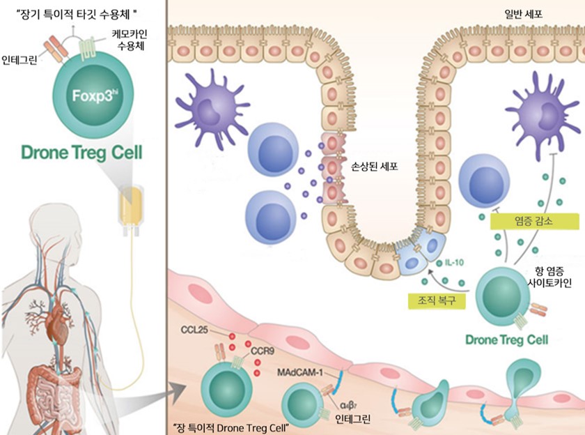 만성 염증성 장 질환을 위한 조절 T 세포치료제