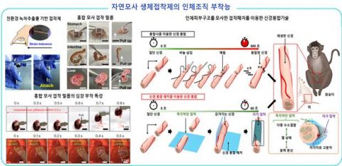 그림1. 자연모사 생체접착제를 이용한 심장, 장, 신경봉합 ⓒKFRM푸름이야기 